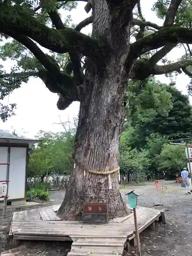 平野神社の自然