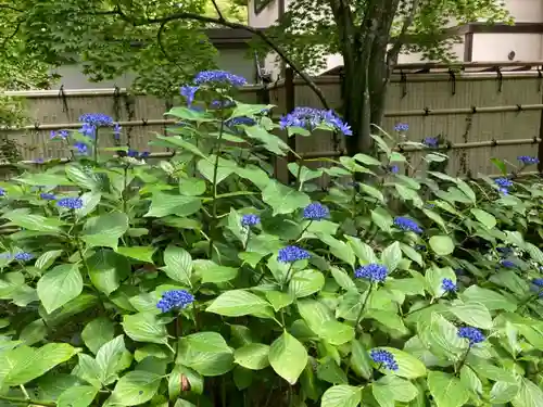 長壽寺（長寿寺）の自然