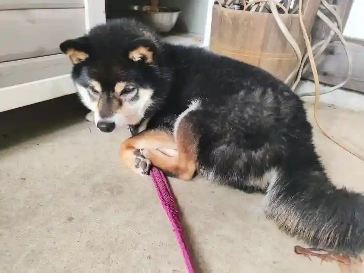 上目黒氷川神社の{uncategorized: "未分類", other: "その他", undefined: "問題あり", building: "その他建物", grave: "お墓", sacred_gate: "鳥居", guardian: "狛犬", statue: "像", buddha: "仏像", history: "歴史", nature: "自然", garden: "庭園", animal: "動物", pagoda: "塔", temizu: "手水舎", mountain_gate: "山門・神門", sanctuary: "本殿・本堂", subordinate: "末社・摂社", art: "芸術", scenery: "景色", jizo: "地蔵", ema: "絵馬", goshuin: "御朱印", omikuji: "おみくじ", items: "授与品その他", amulet: "お守り", goshuincho: "御朱印帳", eats: "食事", festival: "お祭り", votive_dance: "神楽", shichigosan: "七五三参", wedding: "結婚式", experience: "体験その他", initially: "初詣", around: "周辺", anti_infection: "感染症対策"}