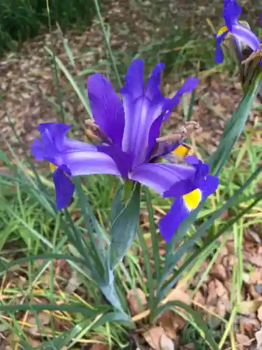 蓮華王院（三十三間堂）の自然
