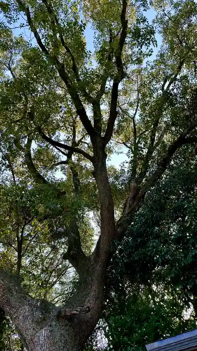 錦織神社(大阪府)