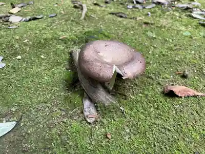 西山神社の自然