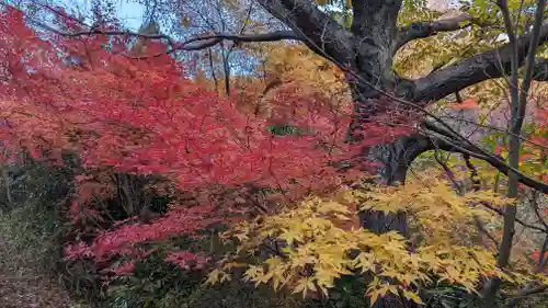 柳谷観音　楊谷寺(京都府)