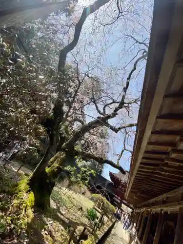 吉野水分神社（吉野町）の自然