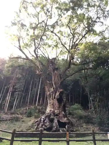 武雄神社の自然