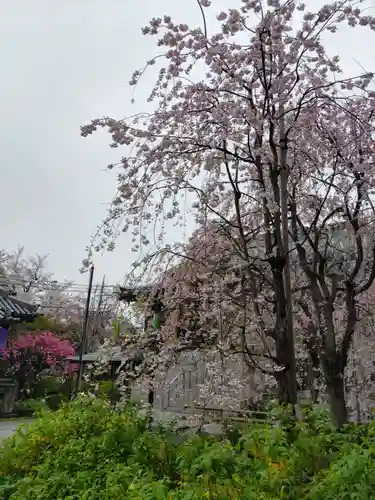 宝勝山　南藏院   蓮光寺の庭園