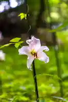 大神神社(奈良県)