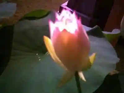 法金剛院(京都府)