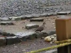 伊勢神宮内宮（皇大神宮）の動物