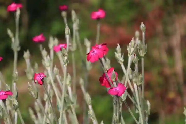 阿久津「田村神社」(郡山市阿久津町)旧社名:伊豆箱根三嶋三社の庭園