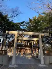 新琴似神社の鳥居