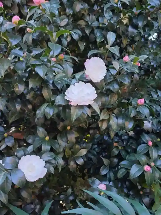 阿佐ヶ谷神明宮(東京都)