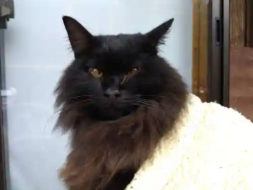 御誕生寺（猫寺）(福井県)