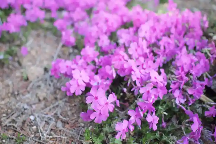 金鑚神社(埼玉県)