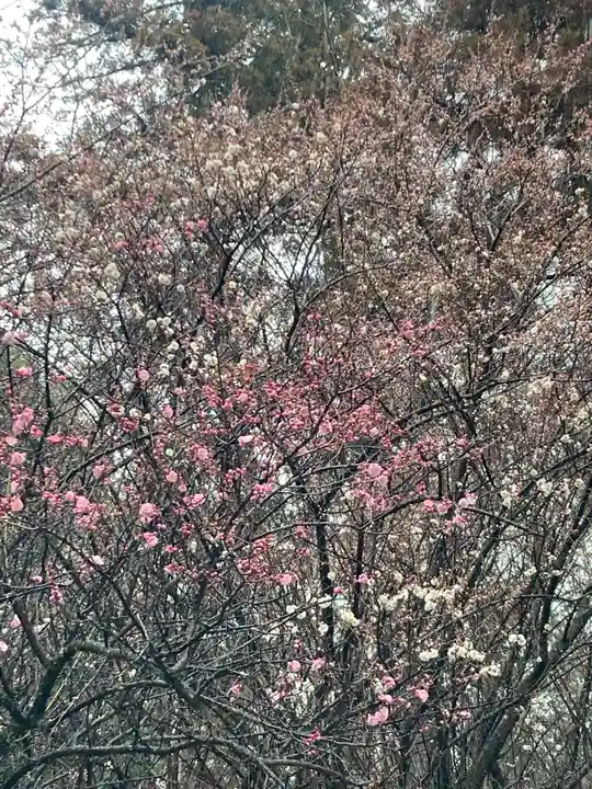 千代ケ岡八幡宮(栃木県)