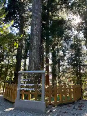 須山浅間神社(静岡県)