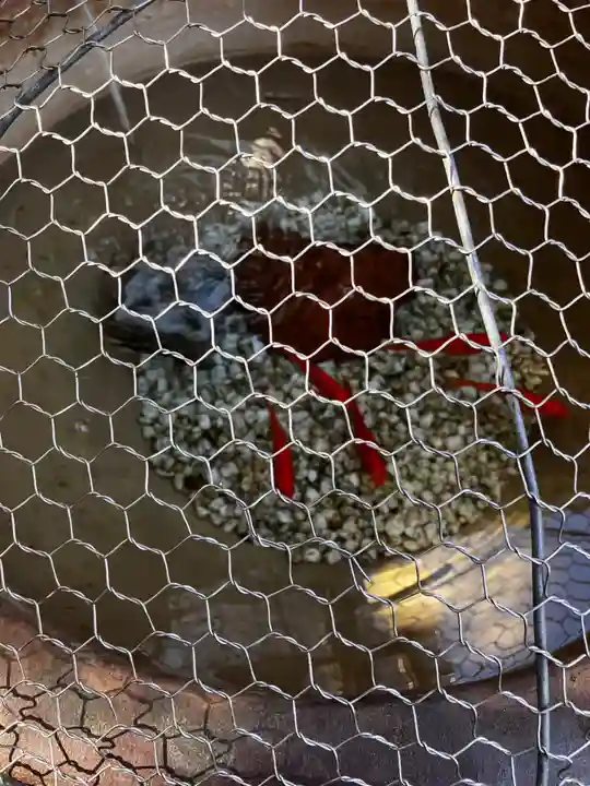 東京大神宮の動物