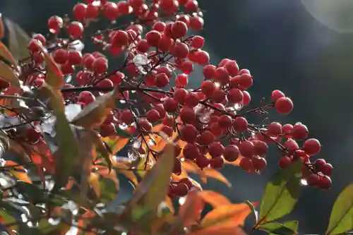 菅船神社の自然