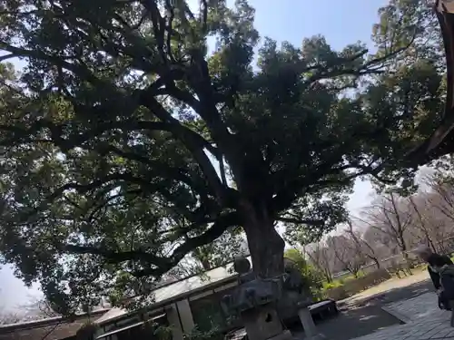 平野神社(京都府)