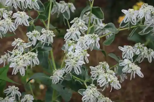 大鏑神社の庭園