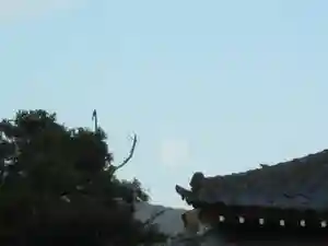 屋久島大社の景色(2022年11月10日(木) 14時03分13秒投稿)