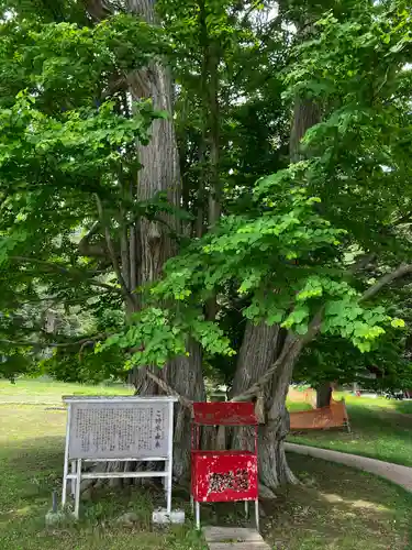 神社（洞爺湖中の島）の自然