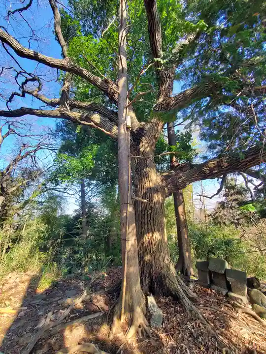 阿夫利神社(藤本観音山古墳)(栃木県)