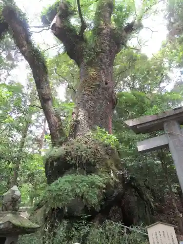 東霧島神社(宮崎県)
