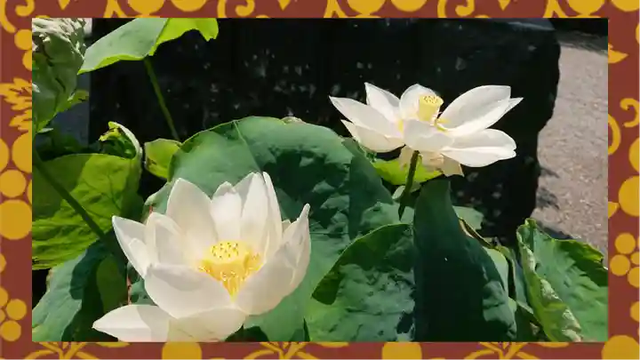 大蔵院(群馬県)