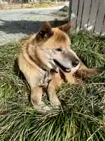 妙昌寺(埼玉県)