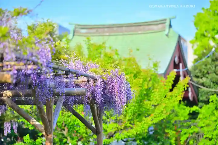 亀戸天神社(東京都)