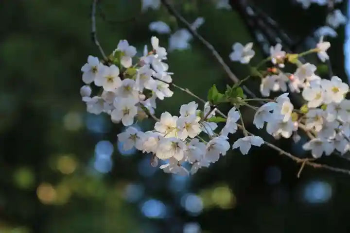 磐椅神社の自然