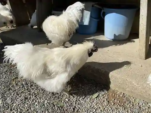 高屋敷稲荷神社(福島県)