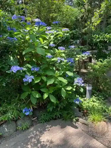 寒川神社の自然