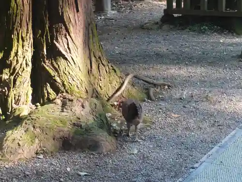 天岩戸神社(宮崎県)