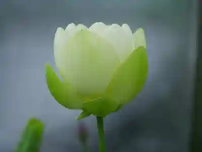 極楽山 浄土寺(北海道)