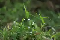阿久津「田村神社」(郡山市阿久津町)旧社名:伊豆箱根三嶋三社の自然