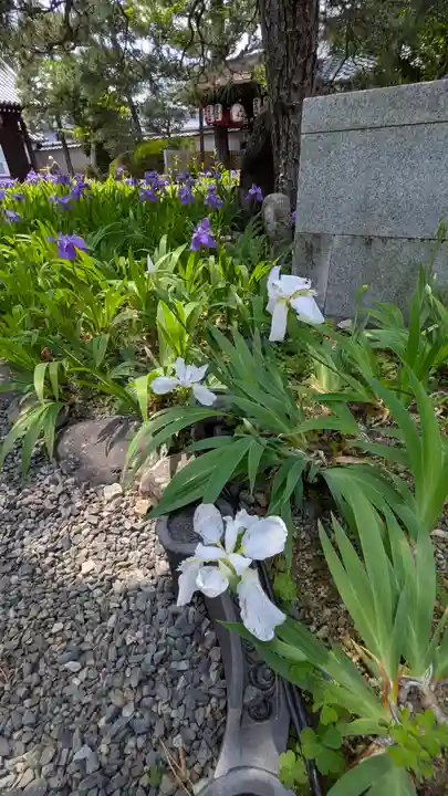 得浄明院(善光寺別院)(京都府)