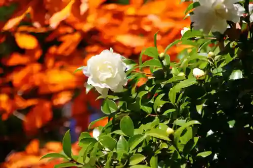 豊景神社の庭園