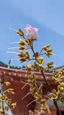 津観音(三重県)