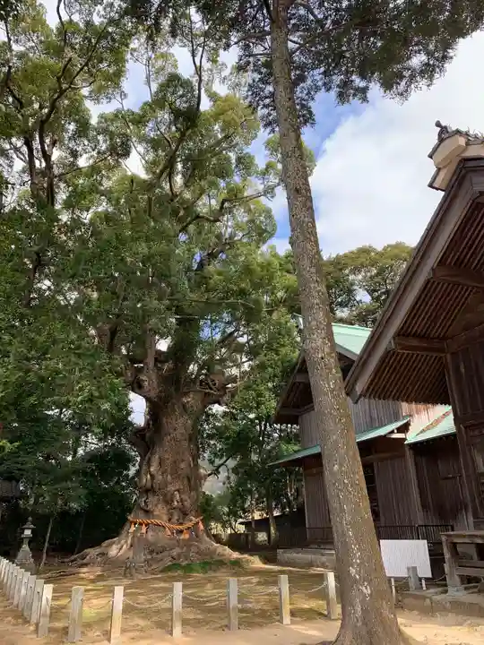 川津来宮神社の自然