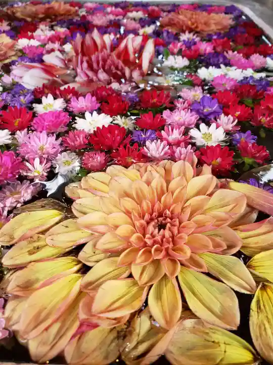 高円寺氷川神社の手水舎
