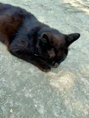 志賀海神社(福岡県)