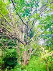 小坂熊野神社の自然