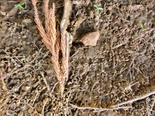 蓮沼神社(栃木県)