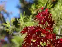 三渓園天満宮の自然