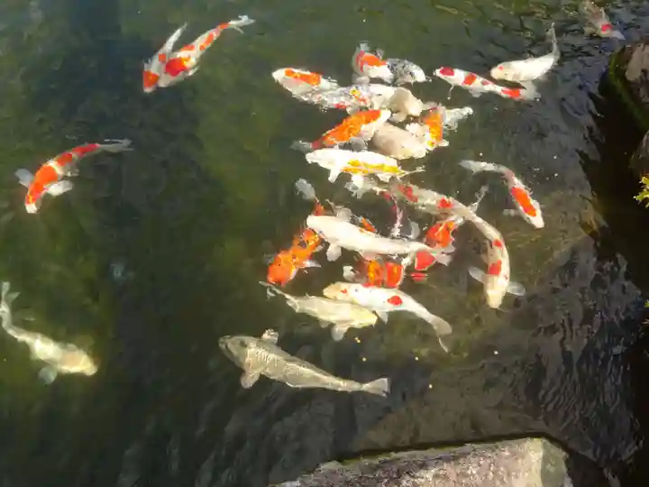 大室山龍渓院の動物