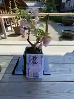 妙蓮寺の御朱印