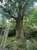 芝東照宮(東京都)