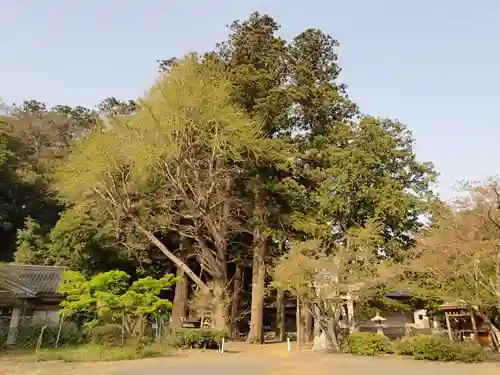 島大国魂御子神社の自然